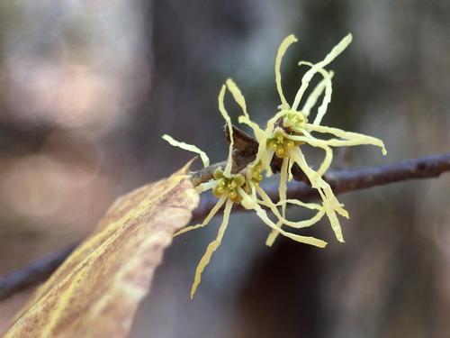 Witch-hazel (Hamamelis virginiana) in bloom in October at Salem Town Forest in Salem, New Hampshire