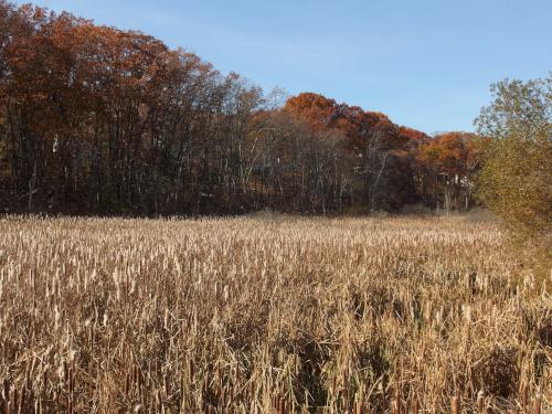 field in November next to the Salem Bike-Ped Corridor in New Hampshire