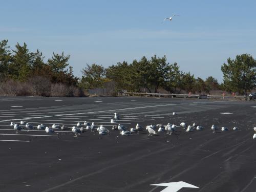 gulls in March on the parking lot at Salisbury Beach State Reservation in eastern Massachusetts
