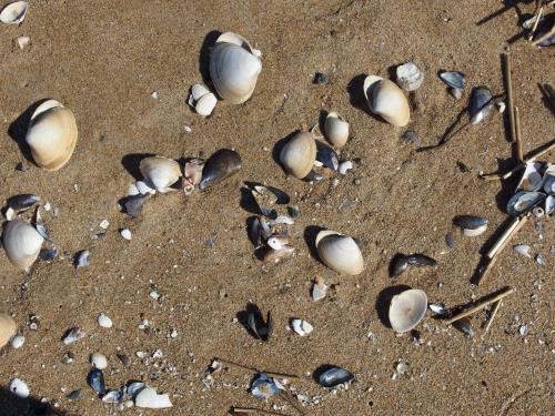 shells in March at Salisbury Beach State Reservation in eastern Massachusetts