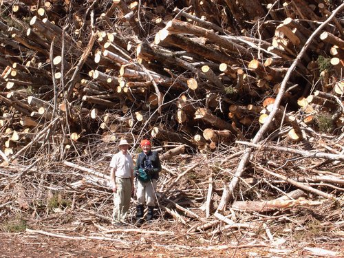 bushwhackers at a lumber yard on Salt Ash Mountain in Vermont
