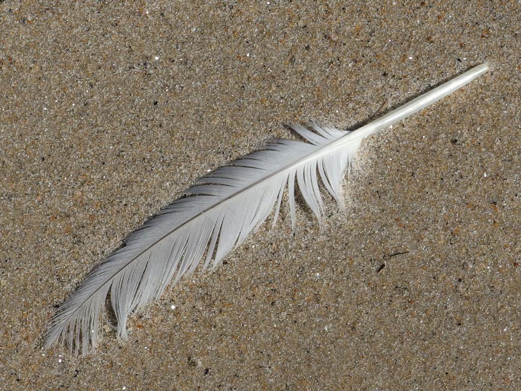 a feather rests softly on the fine-sand beach at Sandy Point State Reservation near Newburyport in Massachusetts