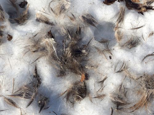 bundle of animal fur underfoot in February at Richard Sargent WMA in southeast New Hampshire
