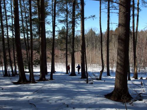 woods in February at Richard Sargent WMA in southeast New Hampshire