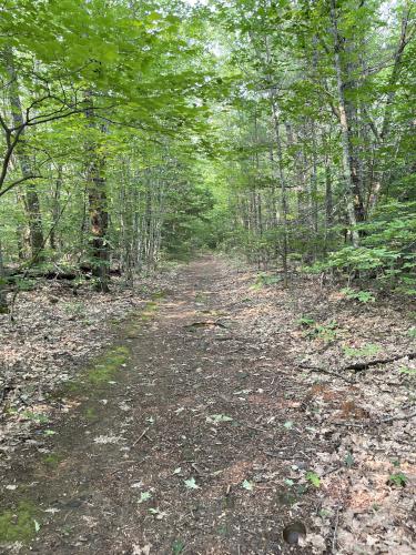 trail in July at Sawyer Mountain near Limington in southwest Maine