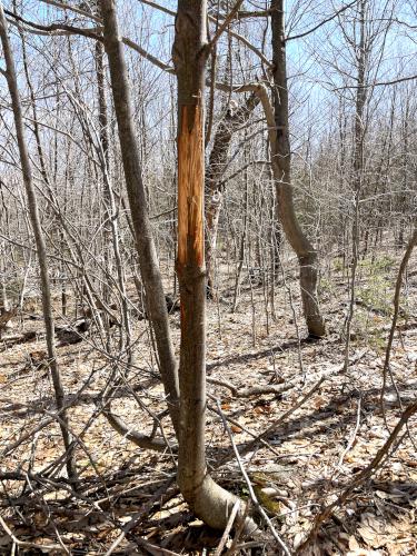 antler-scraped tree in April at Sawyer Hill in southern New Hampshire
