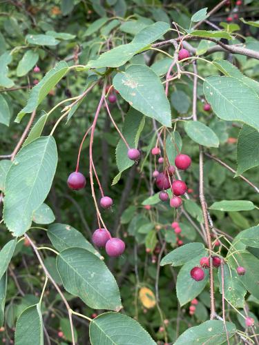 Canadian Shadbush (Amelanchier canadensis) in July at Sawyer Ponds in central NH