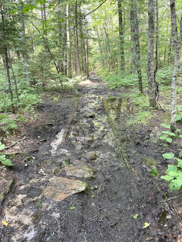 trail in July to Sawyer Ponds in central NH