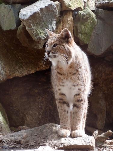 Bobcat (Lynx rufus) at Squam Lakes Natural Science Center in New Hampshire