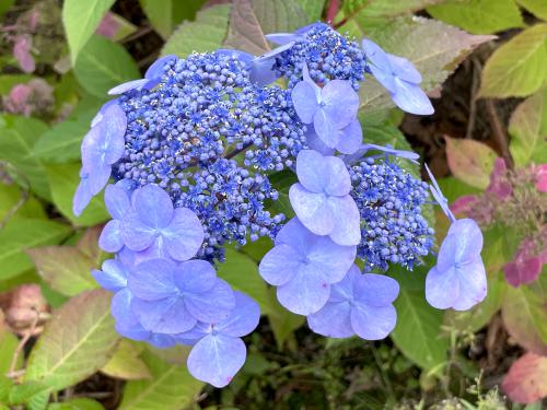 Lacetop Hydrangea (Hydrangea macrophylla) at Squam Lakes Natural Science Center