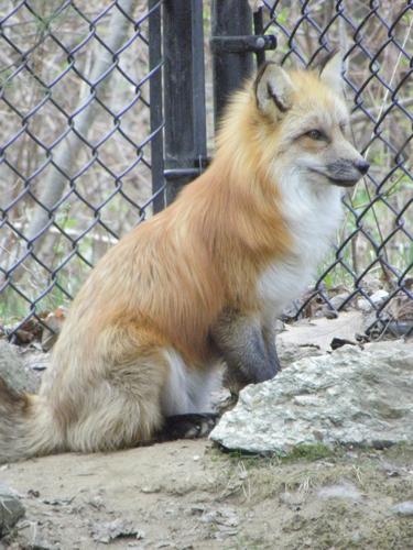 Red Fox (Vulpes vulpes) at Squam Lakes Natural Science Center in NH
