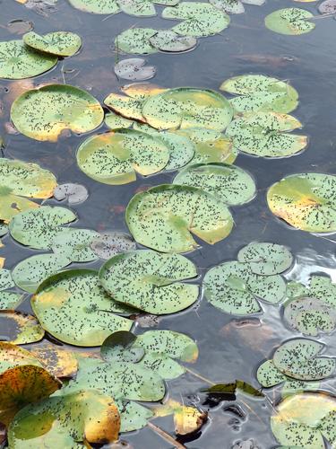 lily pads and bugs at Beaver Pond in Cutter Woods at Pelham in southern New Hampshire