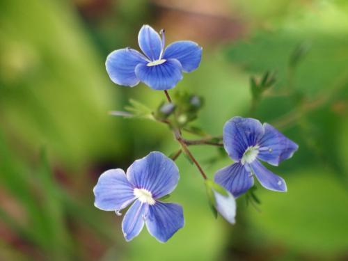 Germander Speedwell (Veronica chamaedrys) in June at Sentinel Mountain in New Hampshire