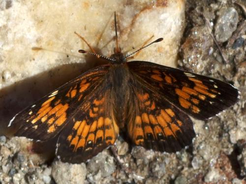 Harris' Checkerspot (Chlosyne harrisii) butterfly in June at Sentinel Mountain in New Hampshire