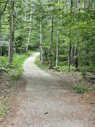 trail in August at Sewall Woods near Wolfeboro in New Hampshire