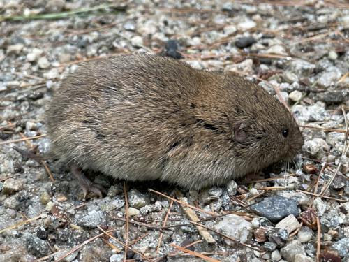 Meadow Vole (Microtus pennsylvanicus) in August at Sewall Woods near Wolfeboro in New Hampshire