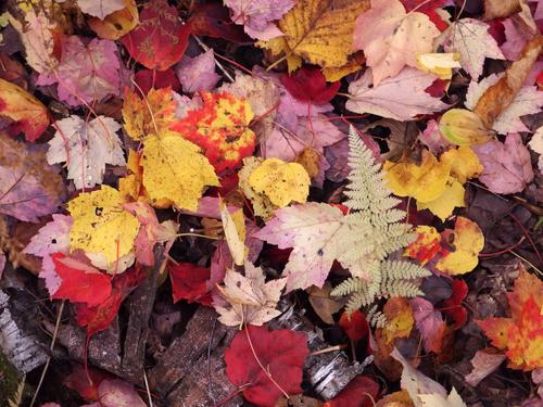 a colorful carpet of leaves in October on Shaker Mountain in southwestern New Hampshire