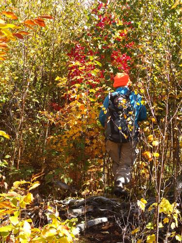 Dick bushwhacking through thick regrowth at Shaker Mountain in southwestern New Hampshire