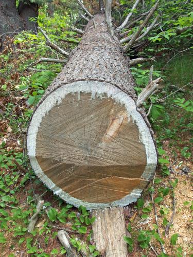 fallen tree in May at Shattuck Reservation in eastern Massachusetts