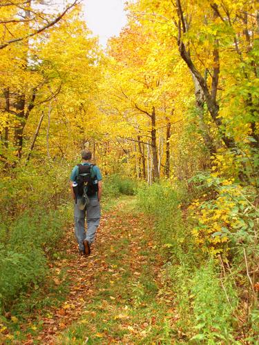 hiker on the Black Snout Trail with yellow fall foliage in New Hampshire