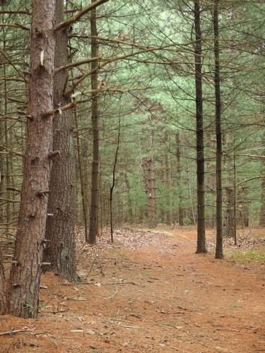 forested trail at Shawsheen River Reservation near Andover in eastern Massachusetts