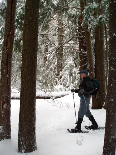 winter hiker in Sheldrick Forest in New Hampshire
