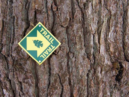 trail sign on an old-growth White Pine in Sheldrick Forest in New Hampshire