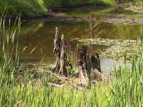 beaver pond in August at Sherburne Nature Center in northeast Massachusetts