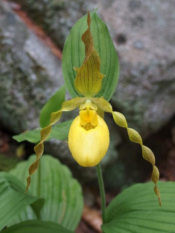 Yellow Lady's Slipper (Cypripedium calceolus) at Shieling Forest in southern NH