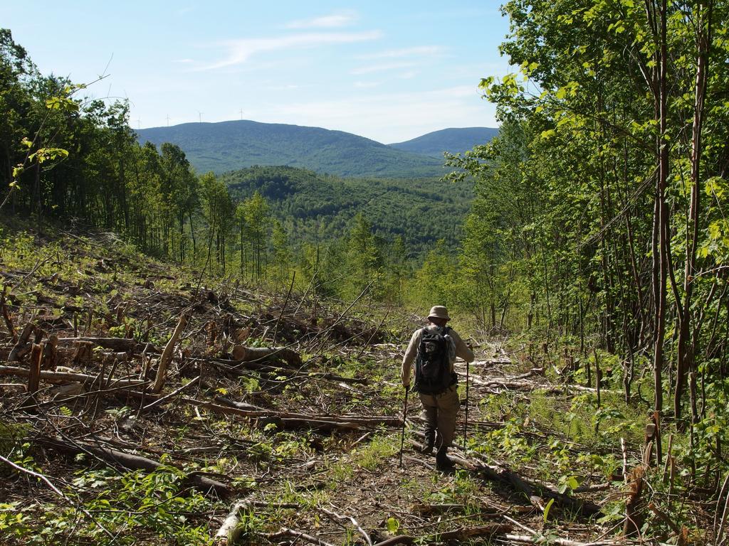 recent lumbering covering the old trail to Signal Mountain in northern New Hampshire