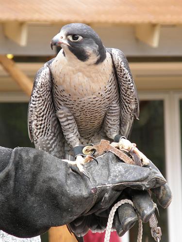 Peregrine Falcon (falco peregrinus) at Silk Farm Audubon Center in southern New Hampshire