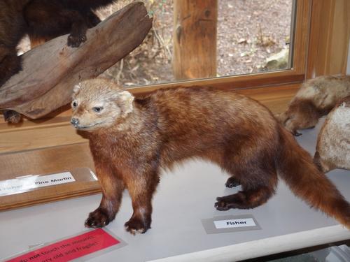 Fisher on exhibit inside the Susan N. McLane Audubon Center at Silk Farm Wildlife Sanctuary near Concord in southern New Hampshire