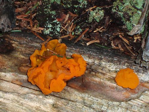 Orange Jelly mushroom
