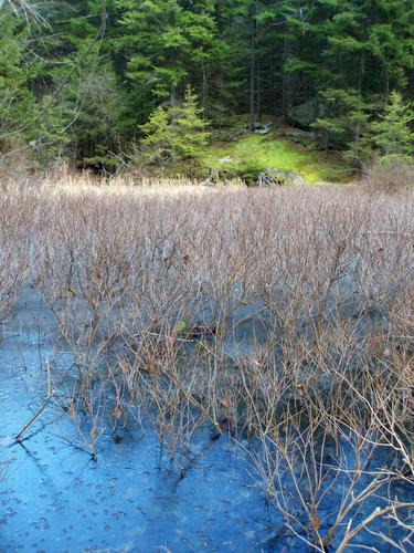 frozen swamp on Skatutakee Mountain in New Hampshire