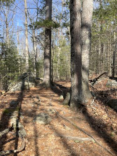 trail in February at Skug River Reservation in northeast MA