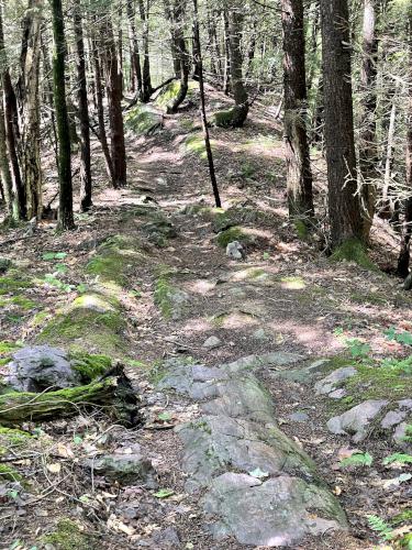 trail in June at Snake Mountain in northern Vermont