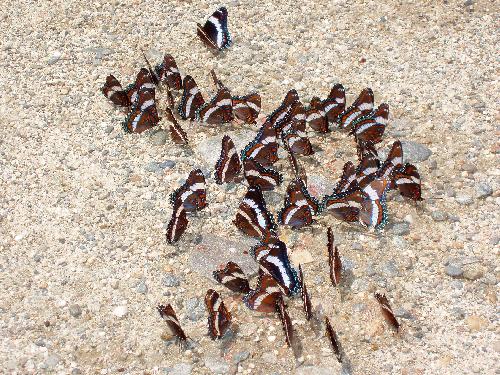 White Admiral (Limenitis arthemis arthemis) butterflies in June mobbing the dirt road at Snow Mountain near Chain of Ponds in Maine