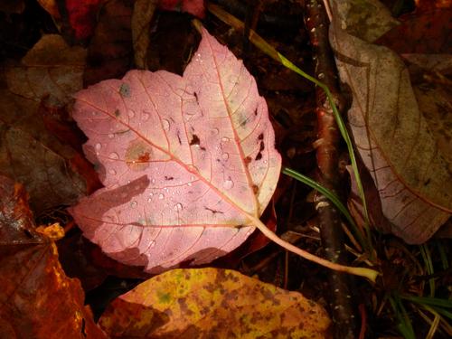 colorful leaf on Snows Mountain NH