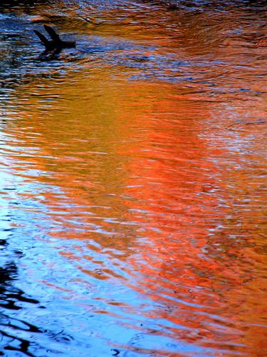 reflected fall foliage along the Souhegan River Trail in southern New Hampshire