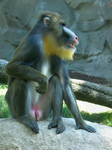Mandrill Baboon at Southwick's Zoo in eastern Massachusetts