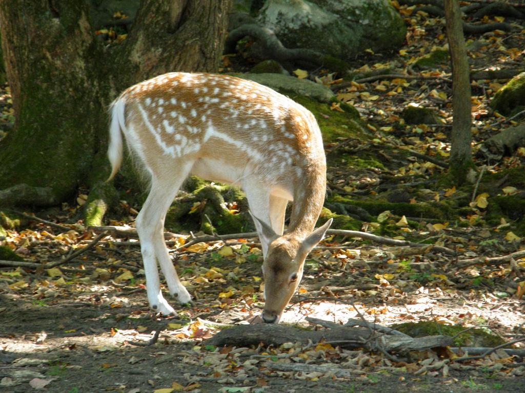 free-roaming deer at Southwick's Zoo in eastern Massachusetts