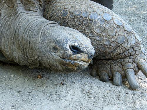 huge tortoise at Southwick's Zoo in eastern Massachusetts