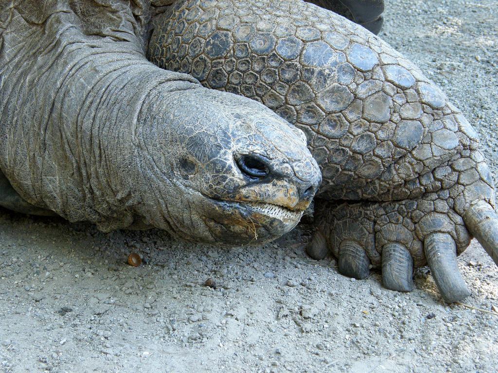 huge tortoise at Southwick's Zoo in eastern Massachusetts