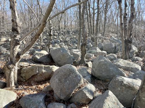 a field of boulders in February at South Woods in northeast MA