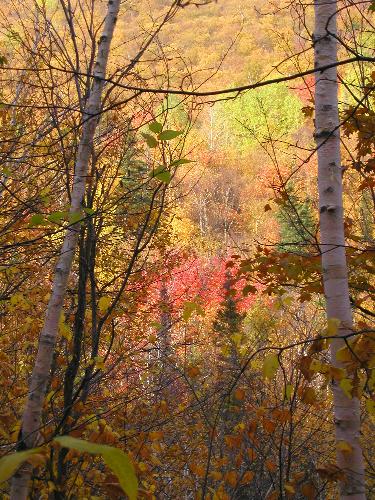 fall foliage on Sugarloaf Mountain in Maine