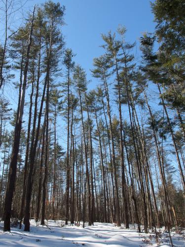 trees in February at Spaulding Woods near Tilton in southern New Hampshire