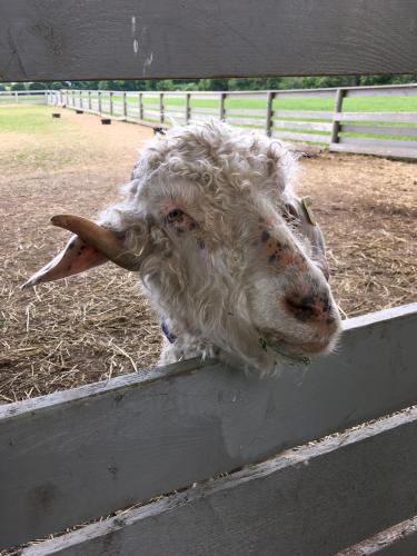 a friendly goat at Spencer-Peirce-Little Farm at Newbury in eastern Massachusetts