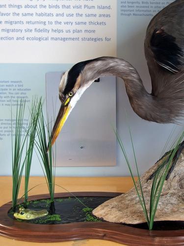 heron display at Joppa Flats Audubon Center in Massachusetts