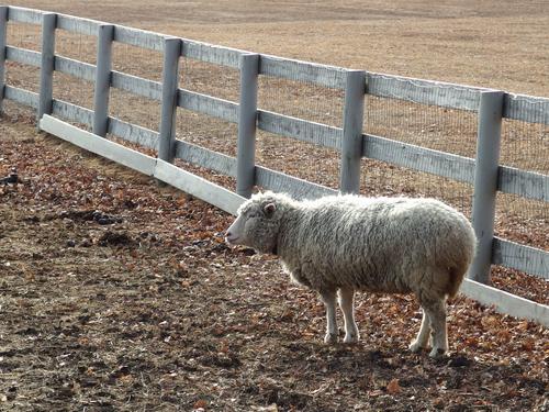 sheep inside a pen on Spencer-Peirce-Little Farm at Newbury in eastern Massachusetts