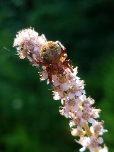 spider on Steeple Bush (Spiraea tomentosa) flower at Springfield Mountain East Peak in southern New Hampshire